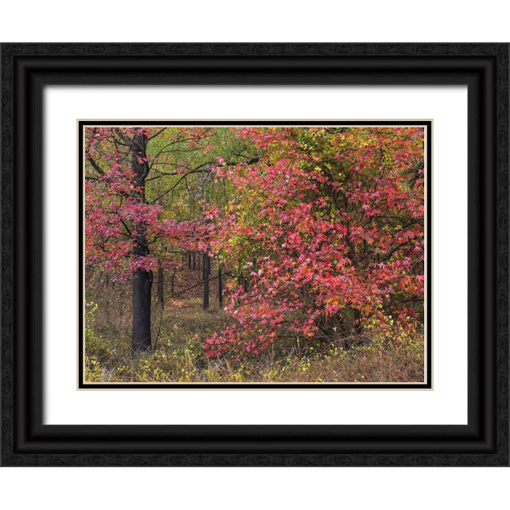 Fitzharris, Tim 14x12 Black Ornate Wood Framed with Double Matting Museum Art Print Titled - Sweetgum in autumn at Gillham Lake-Arkansas