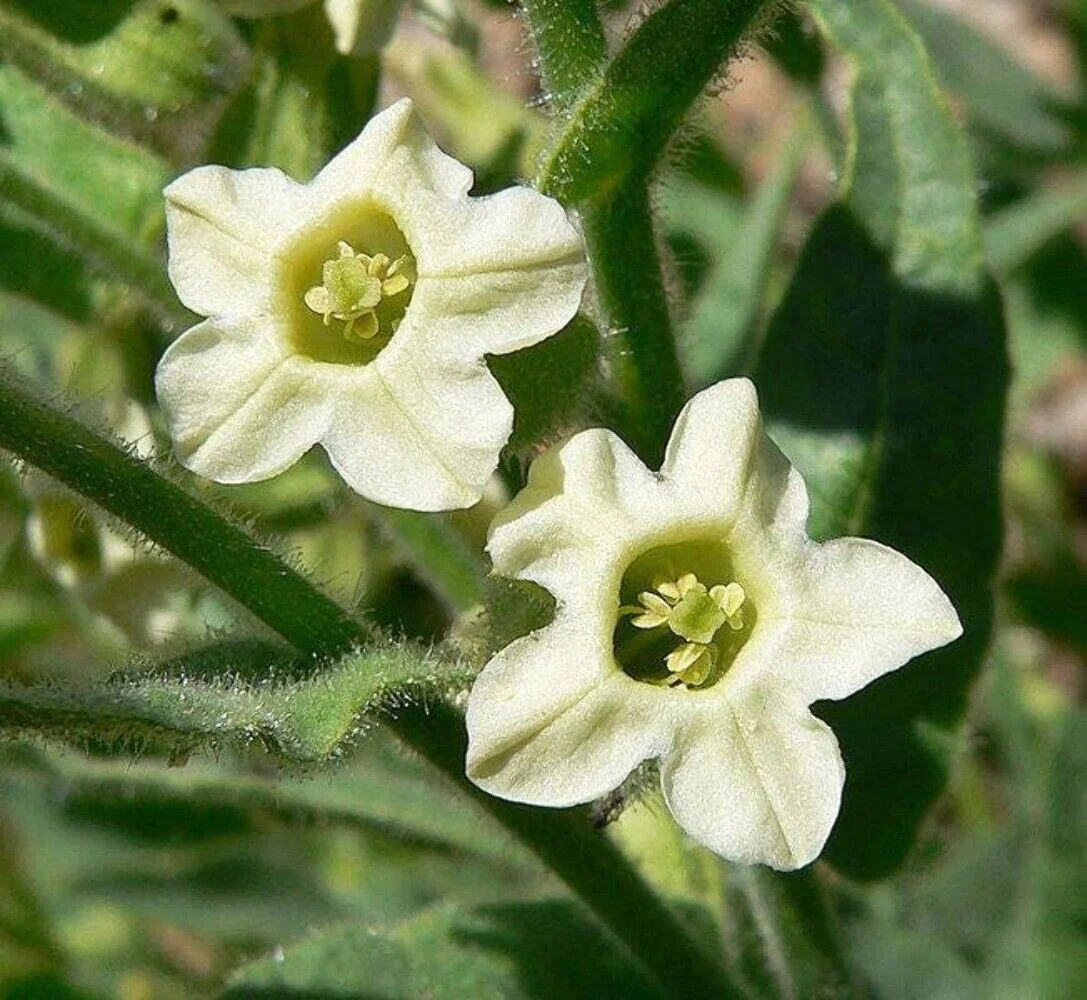 100 WHITE NICOTIANA Flowering TOBACCO Nicotiana Alata Seeds