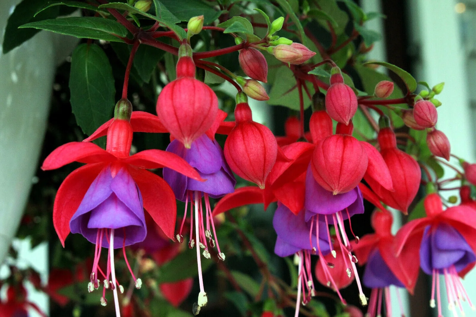 20 HARDY FUCHSIA Magellanica Pink Purple Hummingbird Flower Shrub Seeds