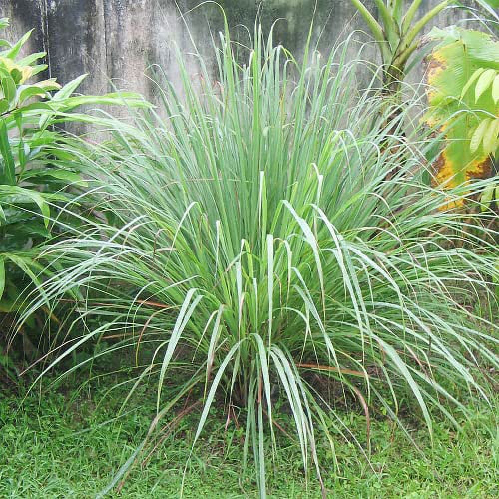 YEGAOL Garden 125Pcs Lemongrass Seeds Cymbopogon Citratus Edible Ornamental Cooking Fast-Growing Fragrant Drought Tolerant Perennial Annual Potted Patio Border Garden Plant Herb Seeds