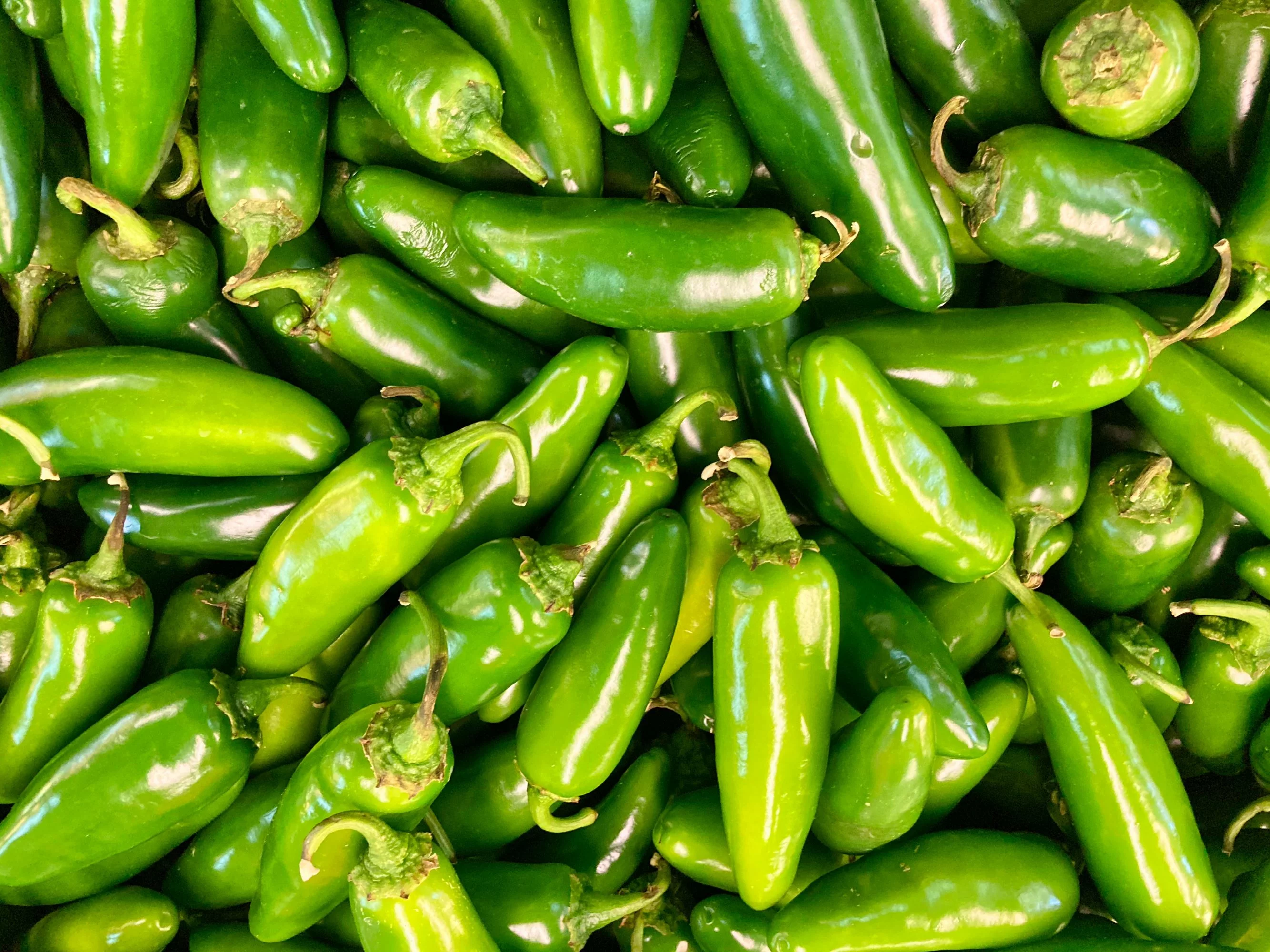 Jalapeño Pepper Seeds/ Annual/ Full Sun/500 Seeds 1/8 oz / Zellajake Farm and Garden - B72