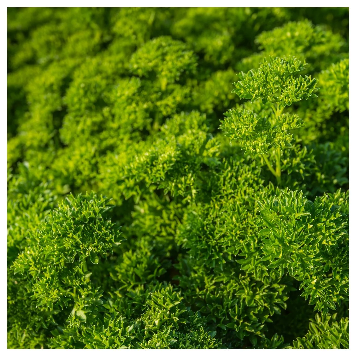 Everwilde Farms - 1000 Moss Curled Parsley Seeds - Gold Vault Jumbo Bulk Seed Packet