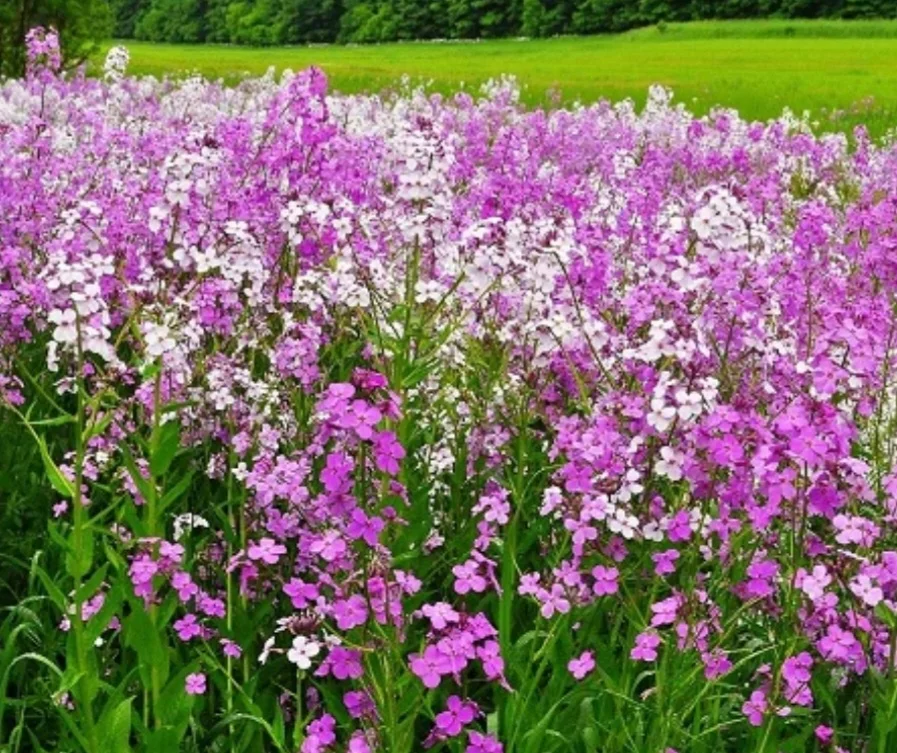 500 Seeds Dame's Rocket Seeds - Violet -Perennial - Free Shipping