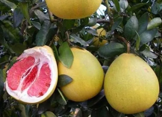 Citrus maxima Red Flesh | Chinese Grapefruit | Pomelo | Pumello | 5_Seeds