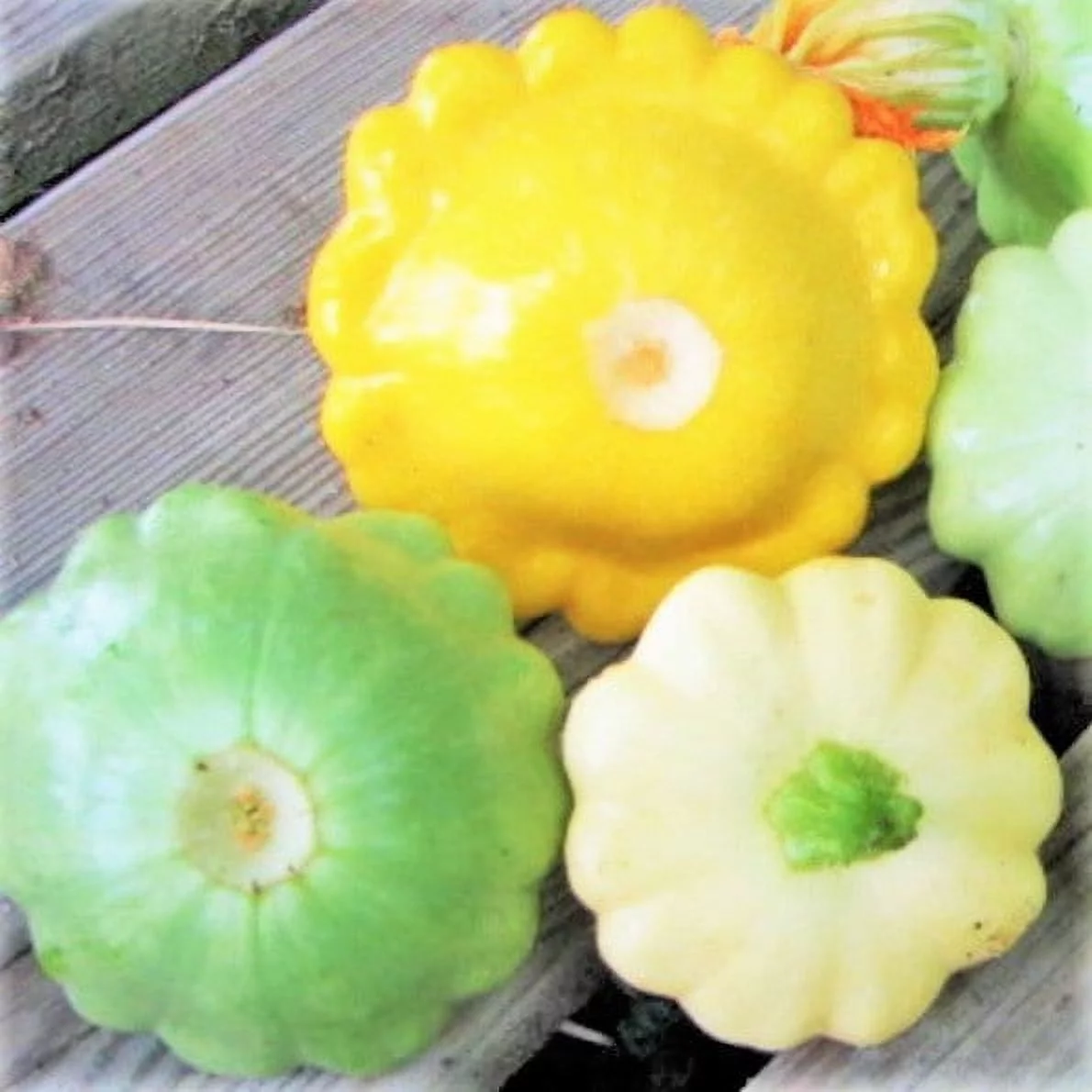 TomorrowSeeds - 3 Colors Mix Patty Pan Squash Seeds - 90+ Count Packet - Yellow, Green Tint, White Bush Scallop Summer Patisson Scallopini Seed For 2024 Season