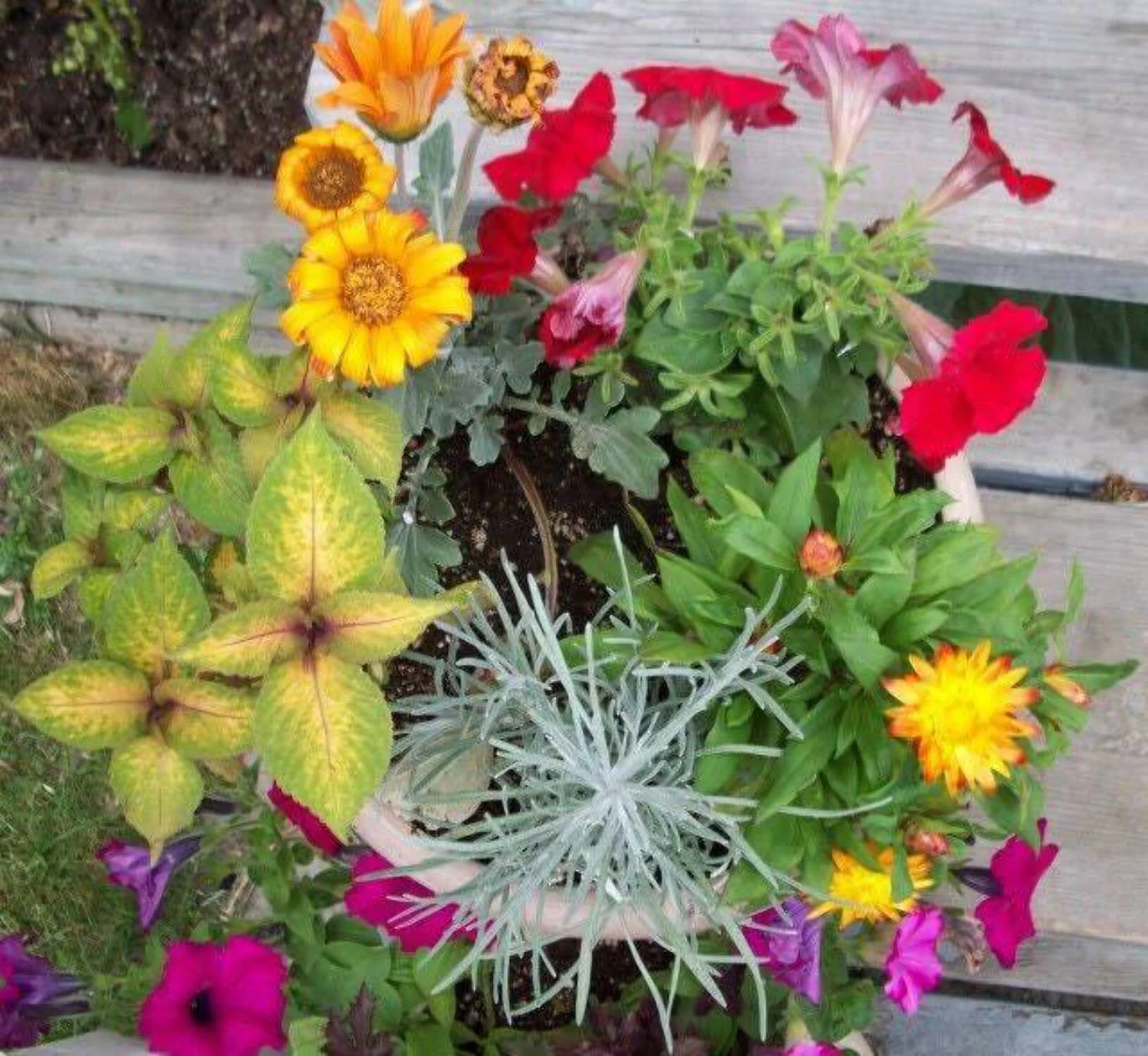 50 YELLOW DOUBLE STRAWFLOWER Helichrysum Bracteatum Flower Seeds