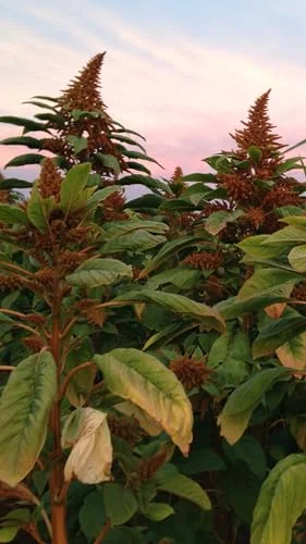 Orange Chinese Giant Amaranth Seeds - Pack of 600, Certified Organic, Non-GMO, Open Pollinated, Untreated Vegetable Seeds for Planting – from USA