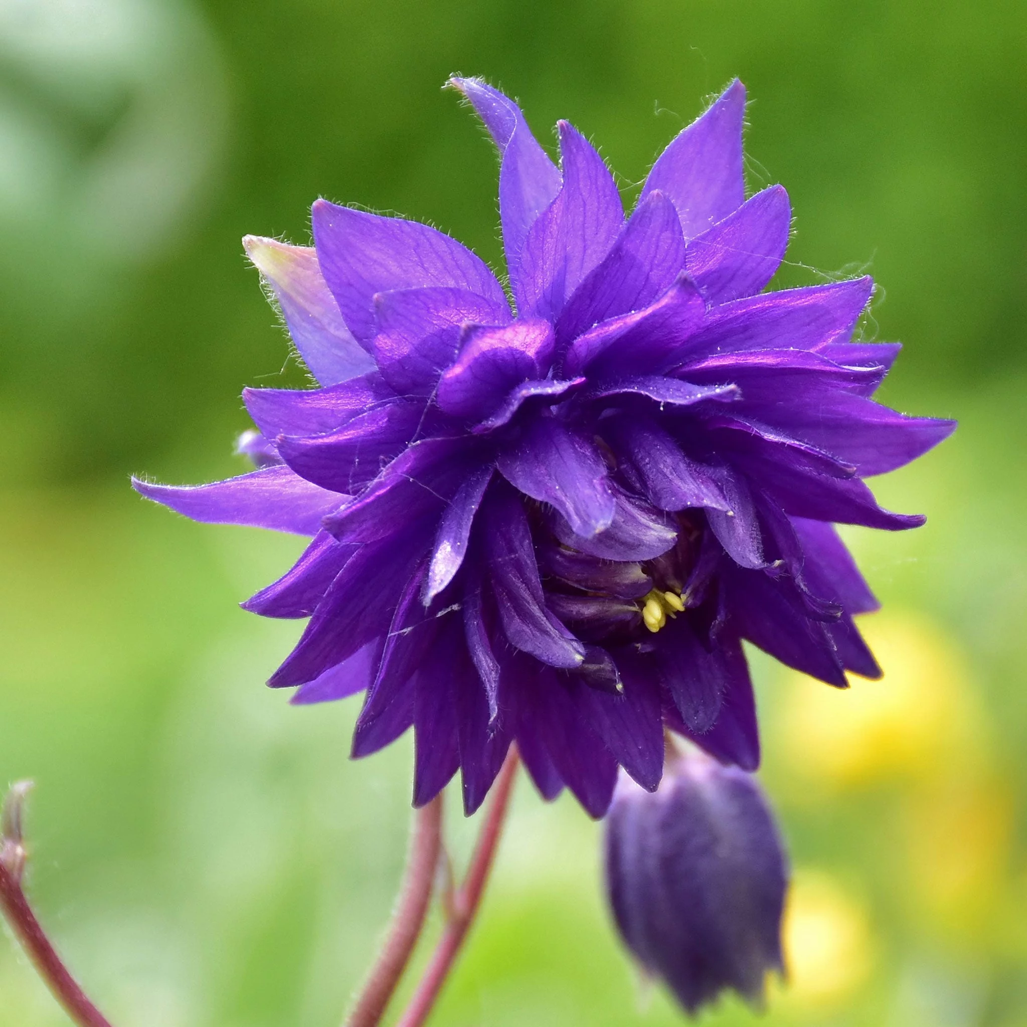 Columbine Seeds - Barlow Mix - Packet - Blue/Purple/Pink Flower Seeds,  Heirloom Seed  Attracts Bees, Attracts Butterflies, Attracts Hummingbirds, Attracts Pollinators, Extended Bloom Time, Container