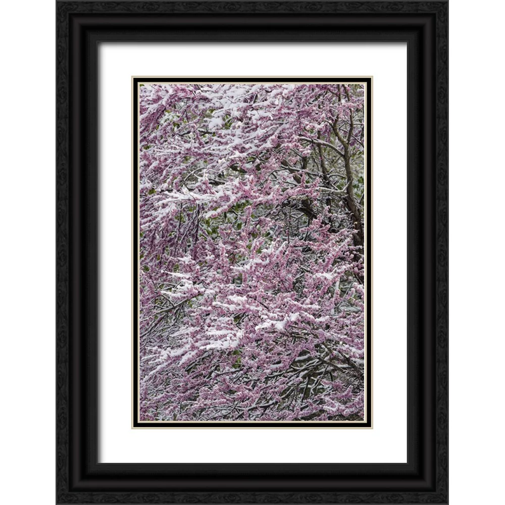Jones, Adam 13x18 Black Ornate Wood Framed with Double Matting Museum Art Print Titled - Light snow on Eastern redbud tree in early spring-Louisville-Kentucky