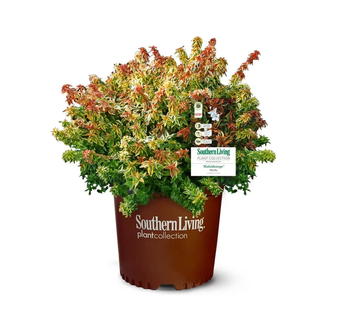 Southern Living 2Gal Multicolor Abelia Kaleidoscope Live Shrub Grower Pot Shade