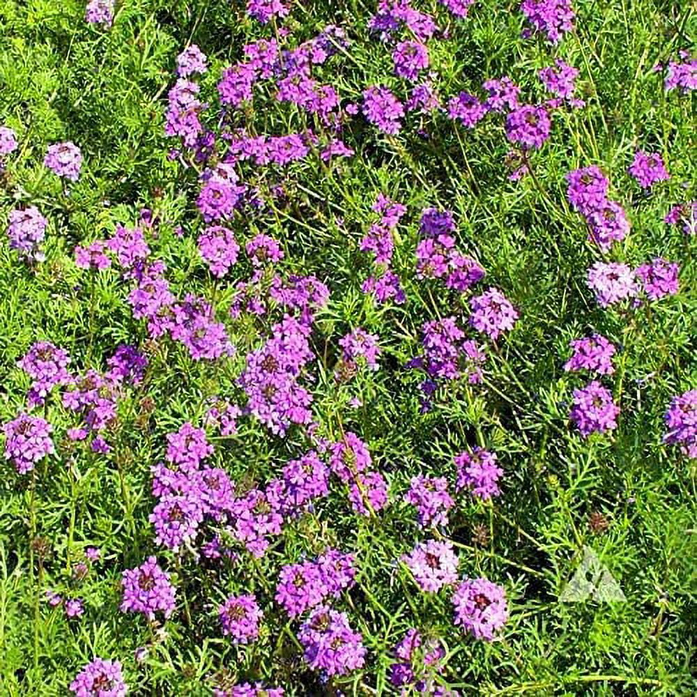 Verbena Seeds - Moss Verbena Ground Cover Seed - 1/8 LB