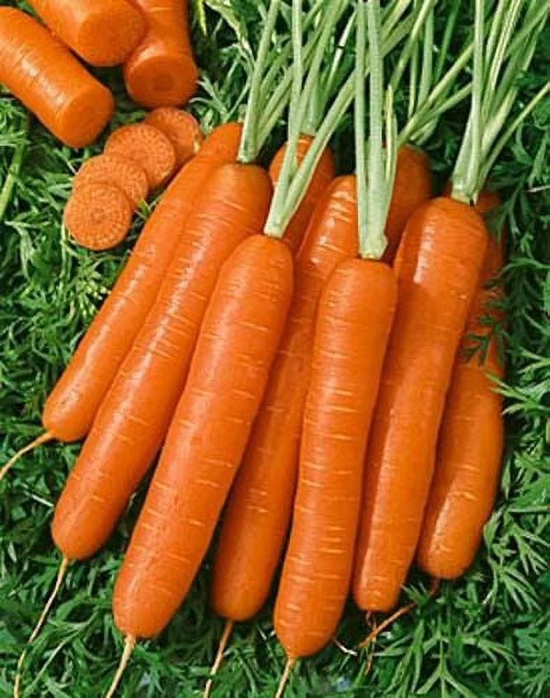 Carrot Scarlet Nantes Great Heirloom Vegetable 1,300 Seeds