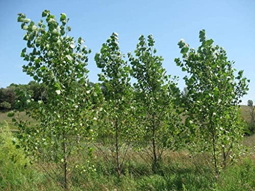 Hybrid Poplar Tree Cuttings for Planting - Fast Growing Shade or Privacy Trees (5 Trees)