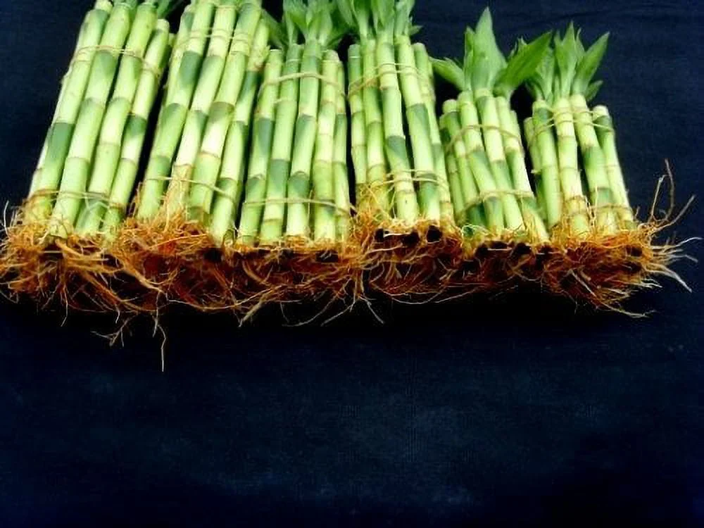 60 Stalks of Straight Lucky Bamboo (4