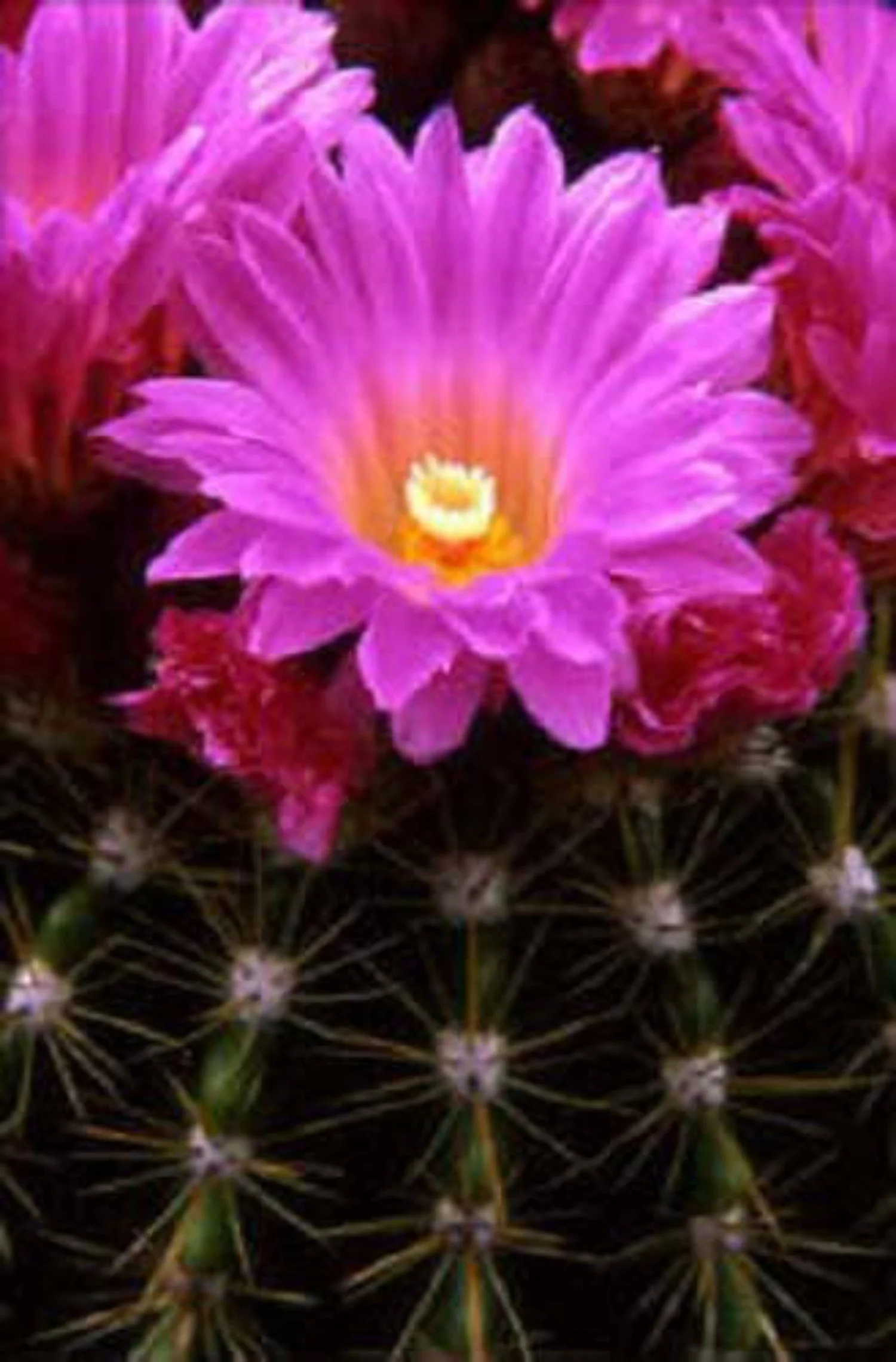 50 CACTUS MIX 'Finest Mixed' Succulent Flower Plant Seeds