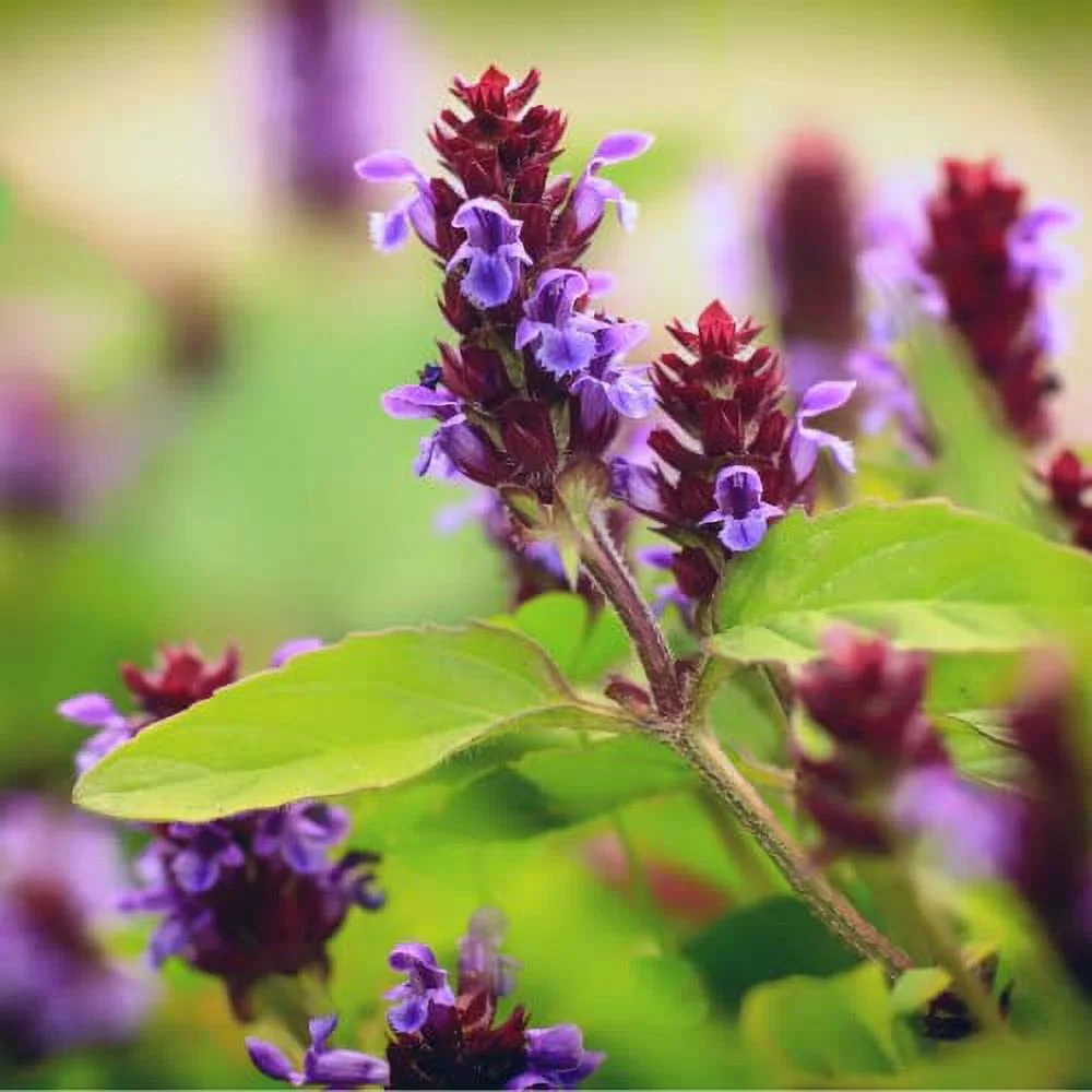 CHUXAY GARDEN 28.34g Seeds Prunella,Self-Heals,Heal-All,Allheal Creeping Perennial Herb Showy Accent Plant Attract Butterflies Bees Hardy Flowering Plant Decorative Garden