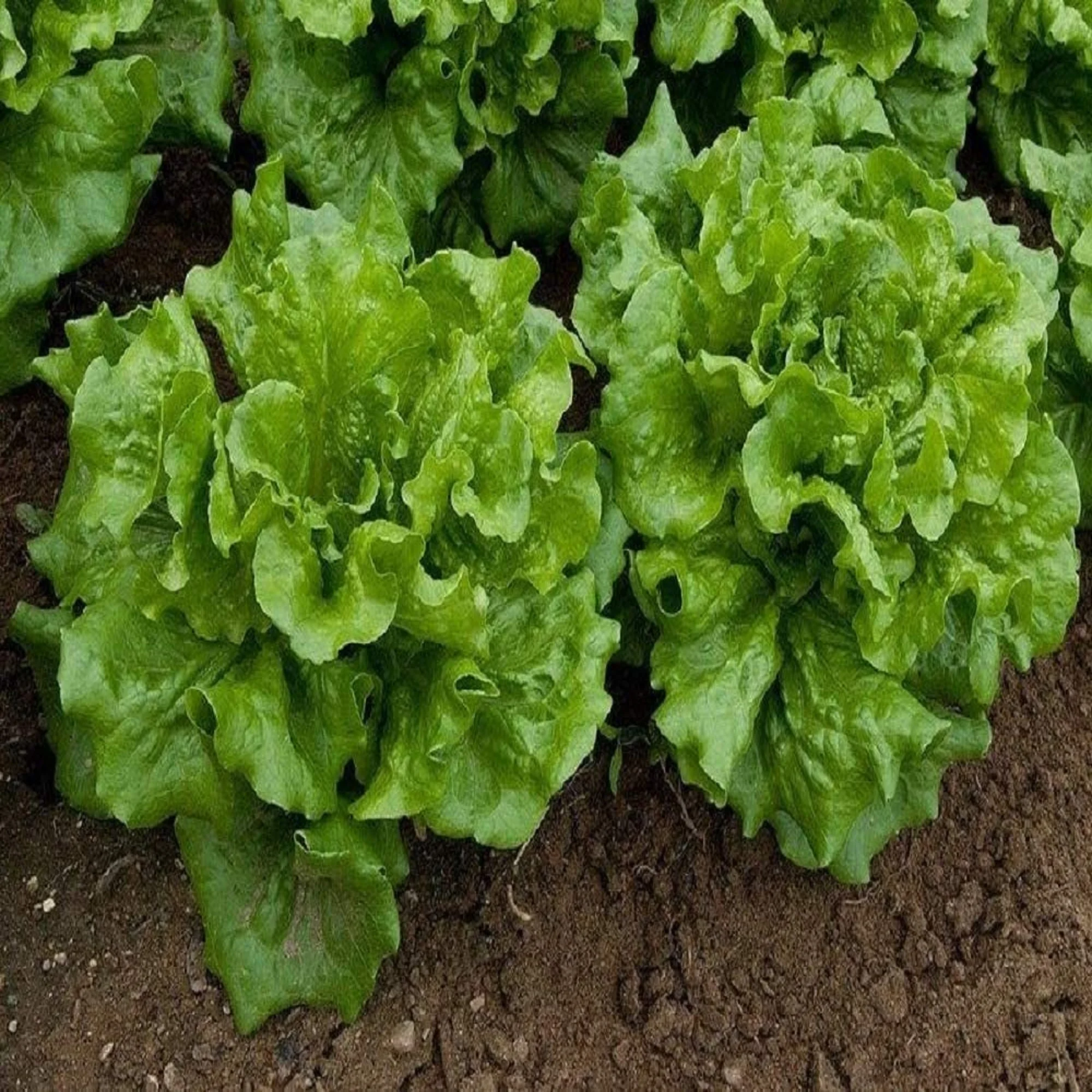 Way-A-Head Butterhead Lettuce Seeds - 100 Count Seed Pack - Compact Buttery Heads of savoyed, Vibrant Green Leaves with Tender, Cream Colored Hearts. - Country Creek LLC