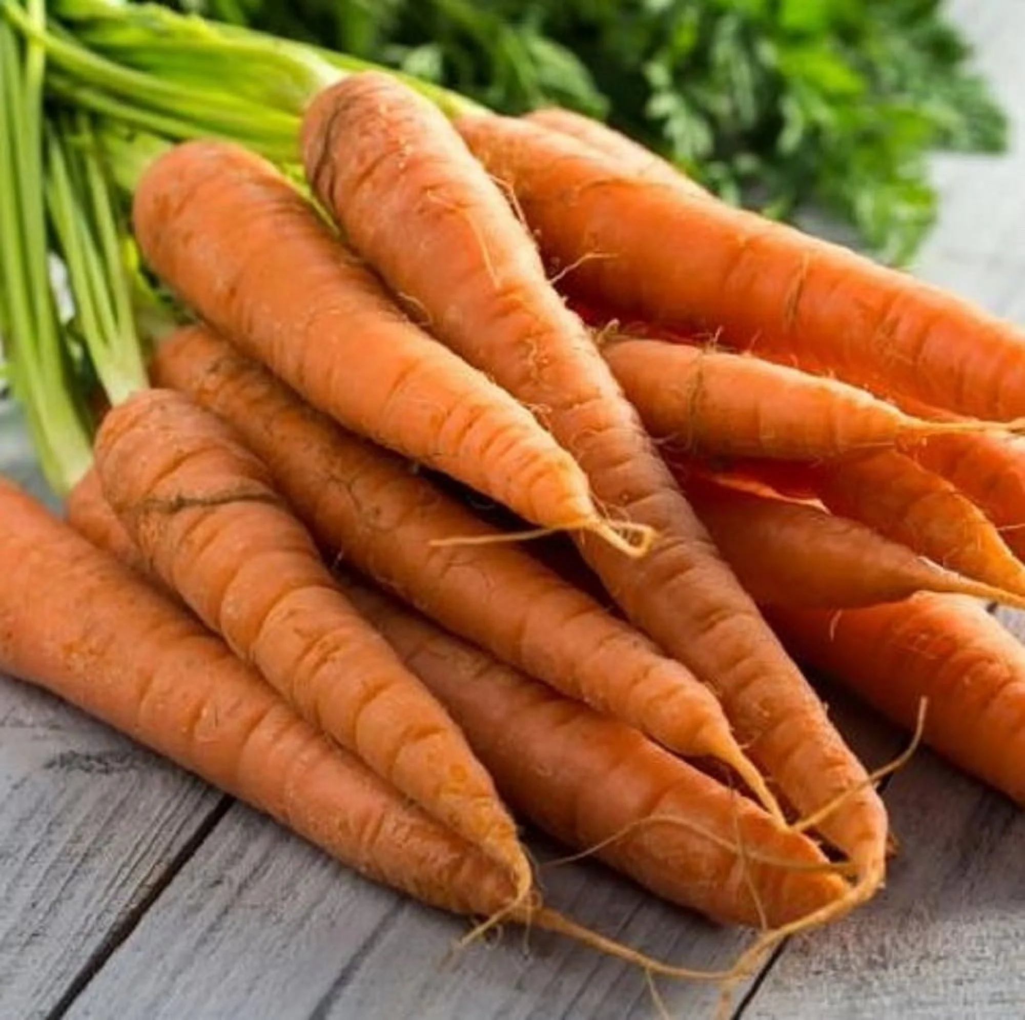Tendersweet Carrot Seeds - 200 Count Seed Pack - Non-GMO - Rich-Orange Colored Roots are coreless, Crisp and Very Sweet. Perfect for Canning, juicing, or Eating raw. - Country Creek LLC
