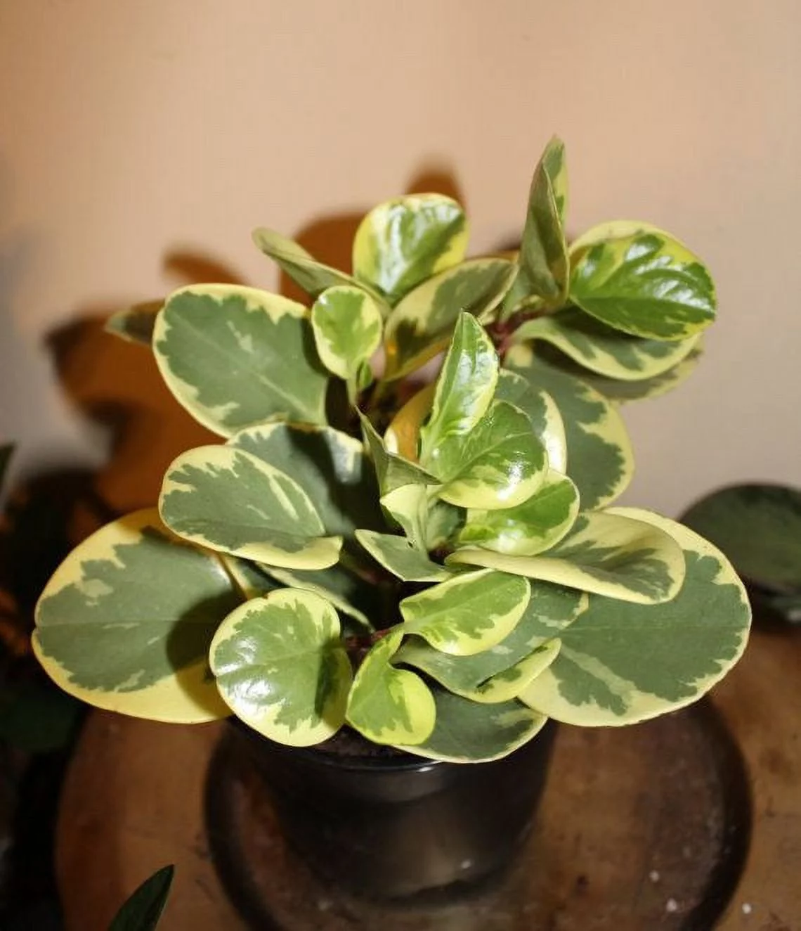 Pepperomia In 6 Inch Pot