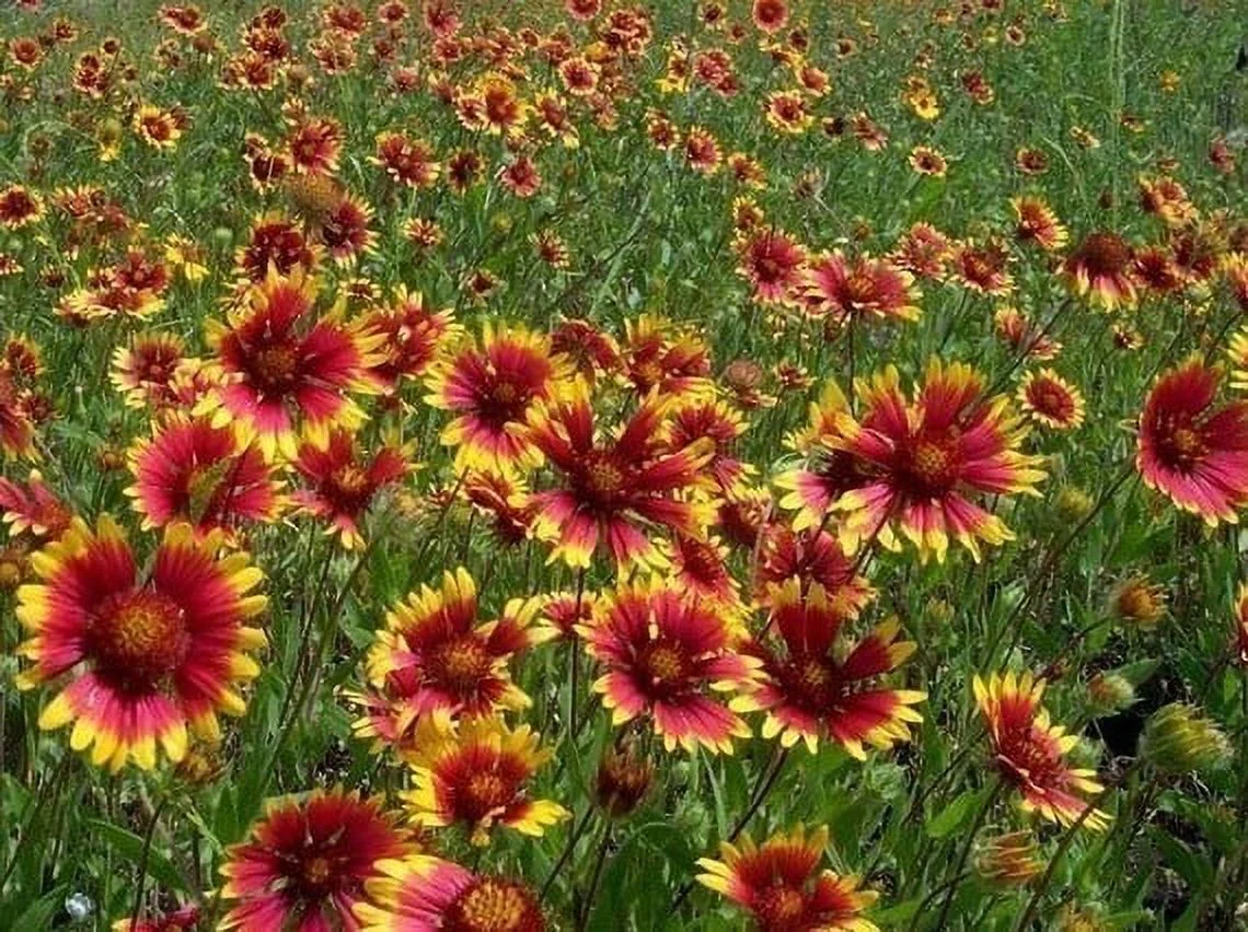Gaillardia Indian Blanket Nice Garden Flower By Seed Kingdom BULK 1 Lb Seeds