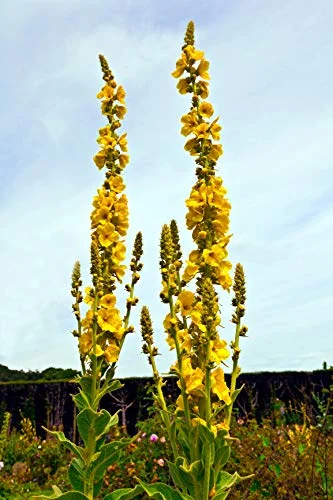 Great Mullein Verbascum thapsus 150 Seeds Heirloom- Non GMO - Open Pollinated