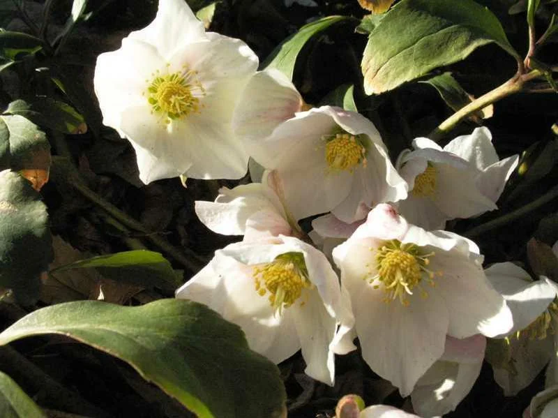 15+ CHRISTMAS ROSE, HELLEBORUS / PERENNIAL SHADE PERENNIAL WINTER FLOWER SEEDS