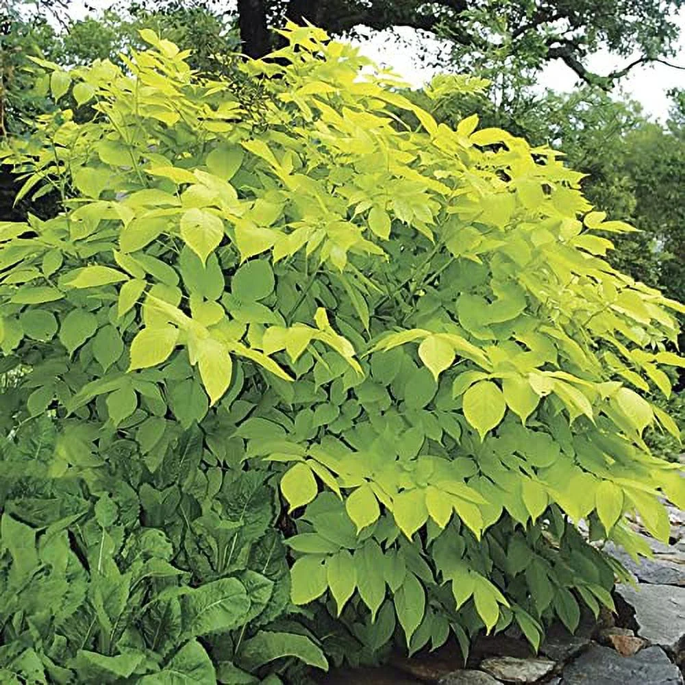 CHUXAY GARDEN 10 Seeds Aralia Cordata,Japanese Spikenard,UDO,Aralia Nudicaulis,Aralia Taiwaniana, Aralia Edulis Hardy Edible Plant Deciduous Perennial Bearing Plants Great for Garden