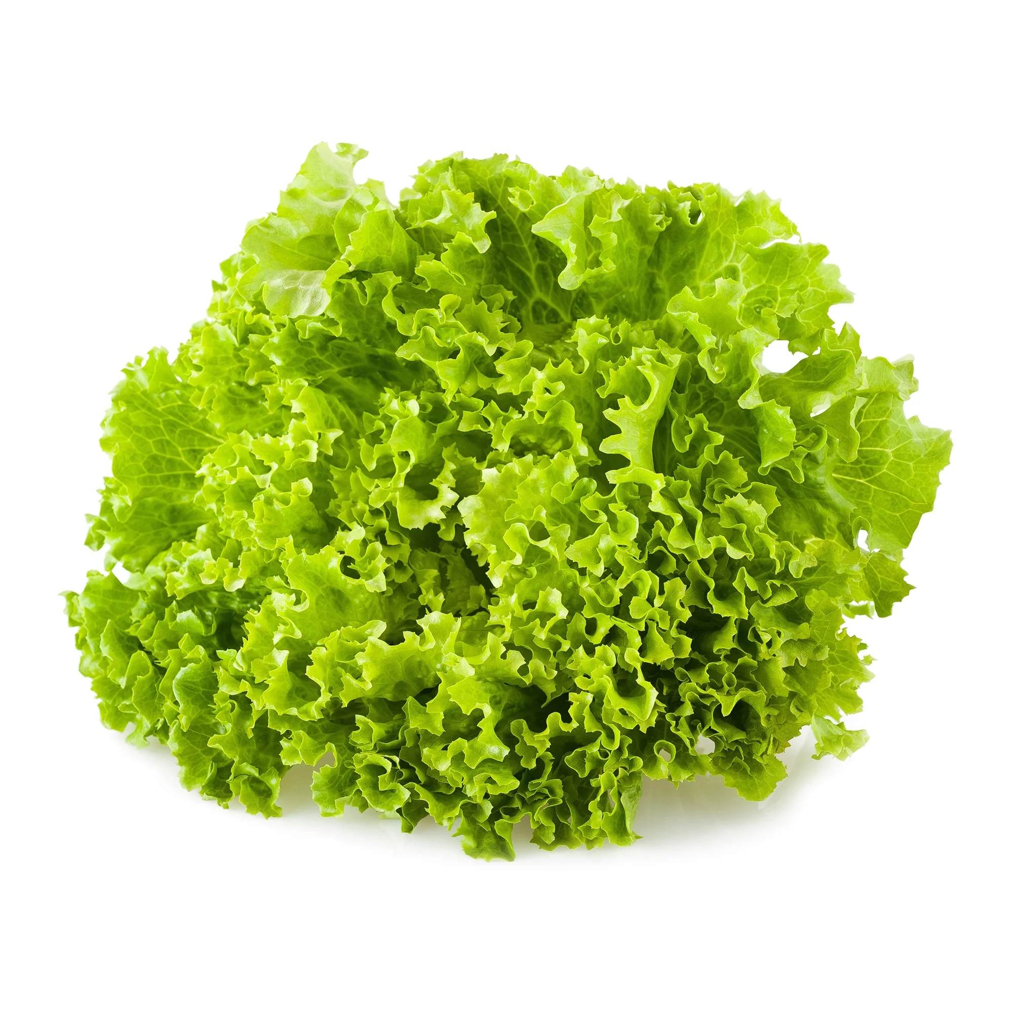 Lettuce Seeds - Leaf - Green Ice - 1 g Packet ~900 Seeds - Lactuca sativa - Farm & Garden Vegetable Seeds - Non-GMO, Heirloom, Open Pollinated, Annual