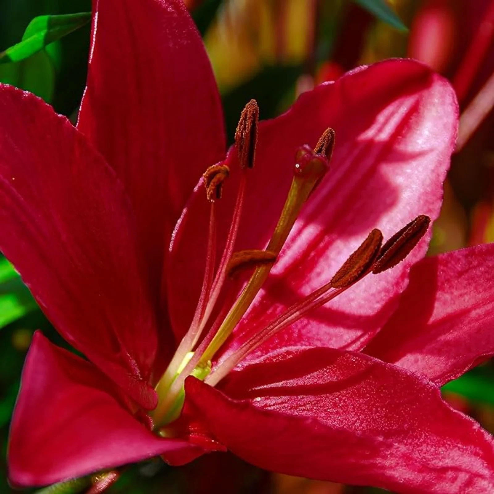 Tiger Lily Bulbs For Planting,Lily Bulbs For Planting Outdoors,Gardening Treasures,Lily Bulbs Perennial,Surprise Lily Bulbs,Iridescent,Stargazer Lily Bulbs.