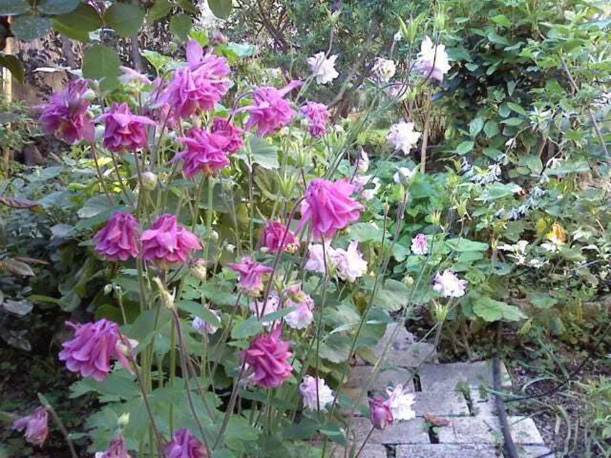 100 MIXED EUROPEAN COLUMBINE Aquilegia Flower Seeds