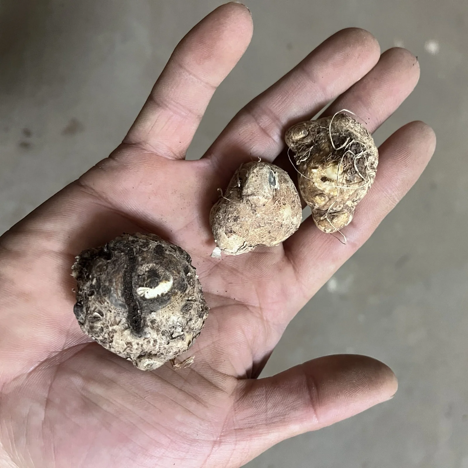 Calla Lily Bulbs,Calla Lily Plants,Calla Lilies Bulbs For Planting,Calla Lily Plants Live In Pot,Professional Planting,Calla Lily Bulbs For Sale.