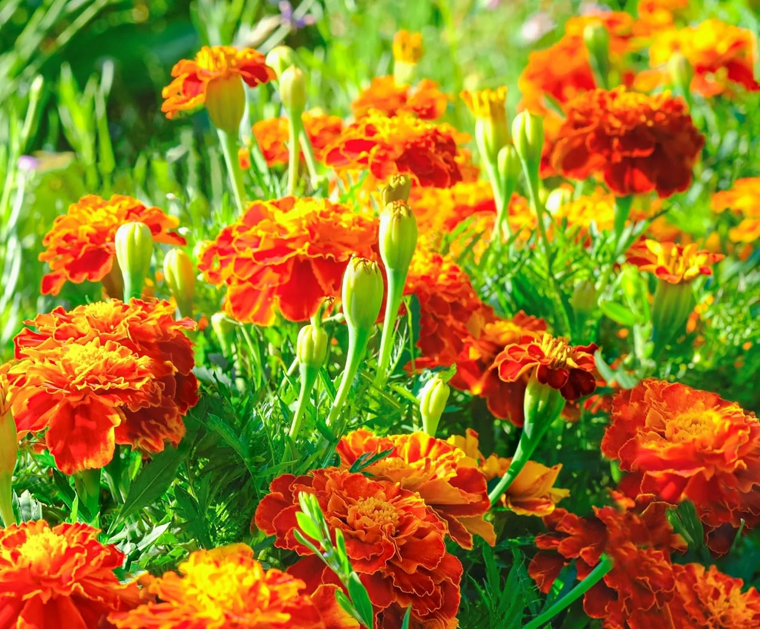 French Marigold Seeds for Planting - Plant & Grow Heirloom French Marigolds in Home Outdoor Garden – Planting Instructions for Vibrant Rare Blooms – Great Gardening Gift, 5 Packets