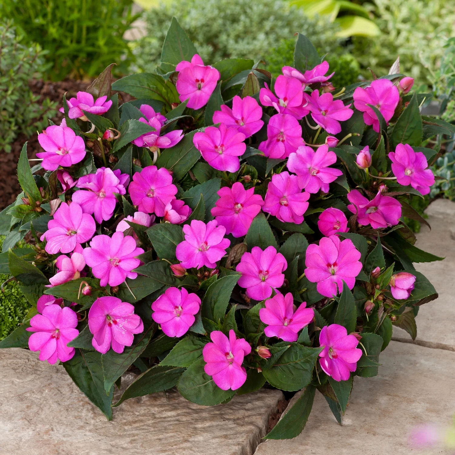 2.5 in. Impatiens Compact Lilac SunPatiens (3-Pack)