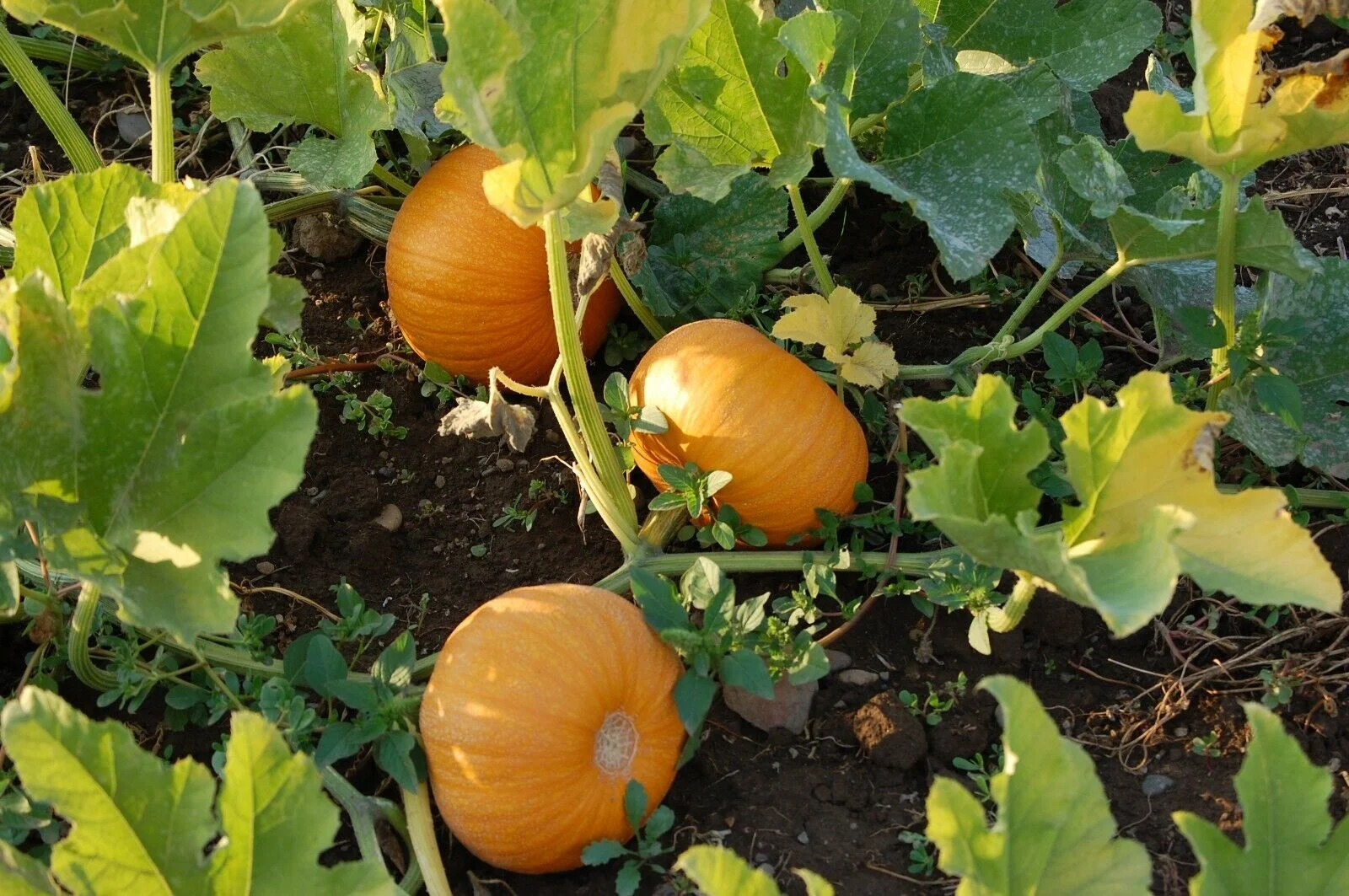 Small Sugar Pumpkin, NON-GMO, New England Pie Pumpkin, Sugar Pie, FREE SHIPPING, 800 Seeds or 1/4 LB