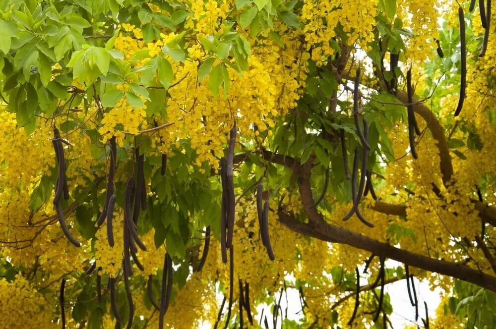Golden Shower Tree Seeds for Planting -Stunning Weeping Yellow Blooms