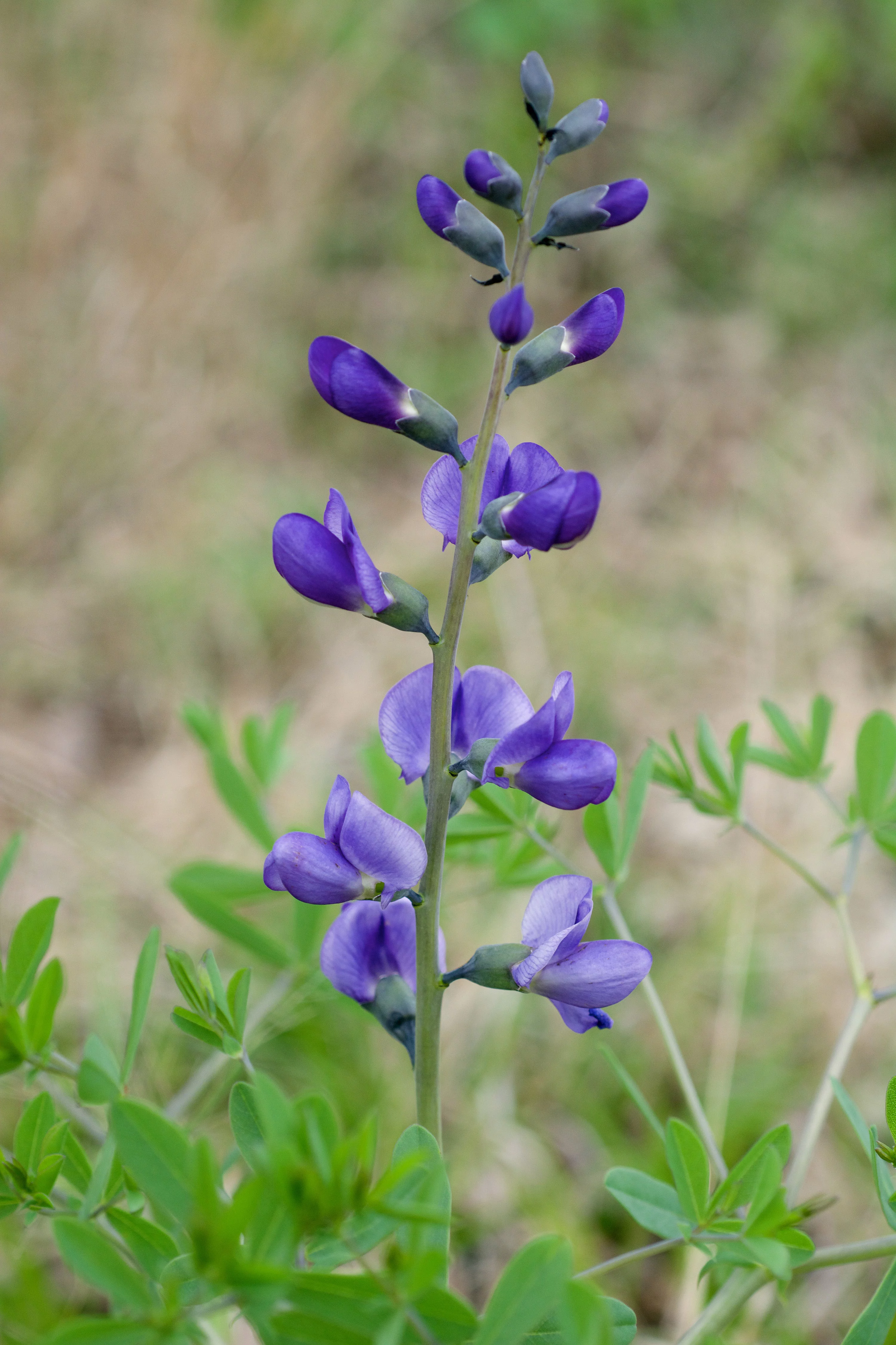 Wild Blue Indigo Seeds