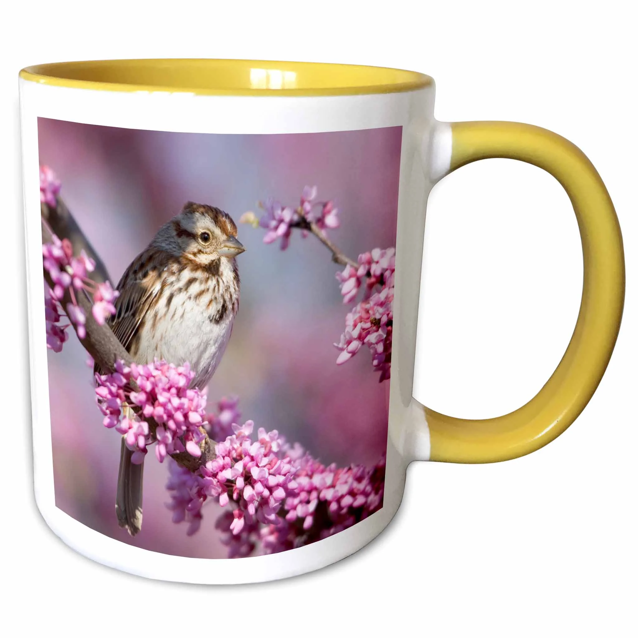 Song Sparrow in Redbud tree, Marion, Illinois, USA. 11oz Two-Tone Yellow Mug mug-209797-8