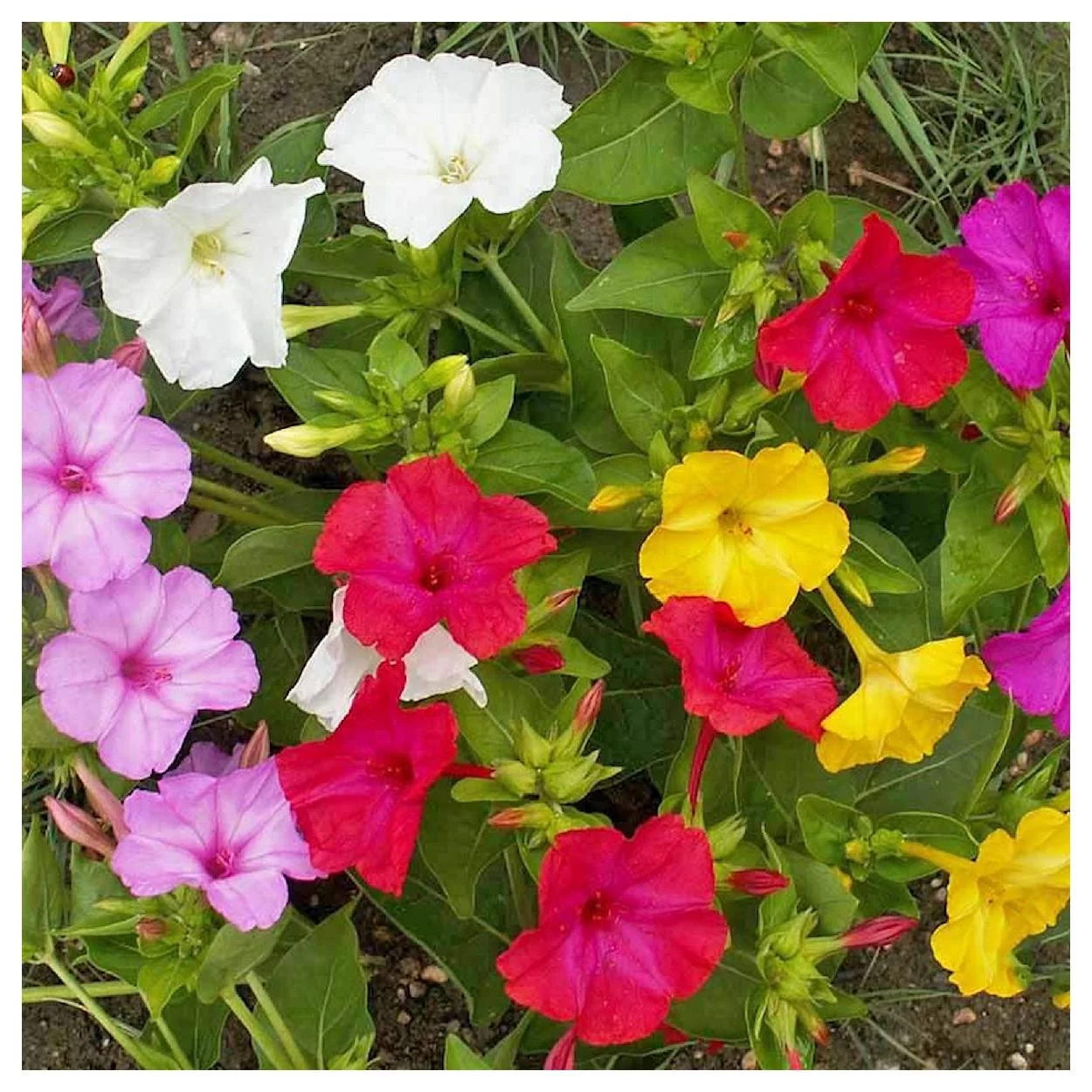 Everwilde Farms - 50 Mixed Four O Clock Garden Flower Seeds - Gold Vault Jumbo Bulk Seed Packet