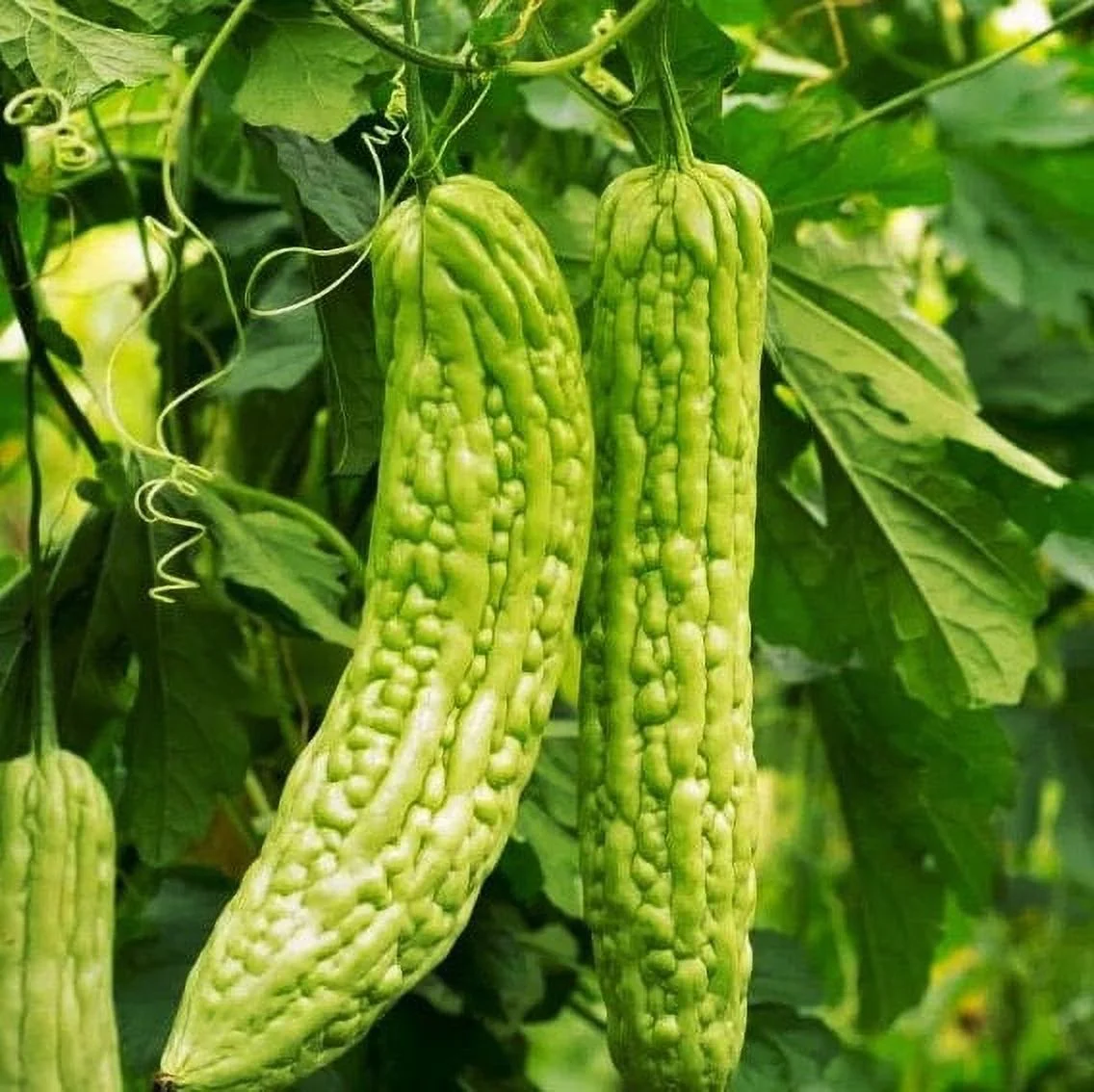 TomorrowSeeds - Green Skin Bitter Melon Seeds - 45+ Count Packet - Bitter Gourd Indian Karela Squash Chinese FuGua Garden US Asian Vegetable Seed For 2024 Season
