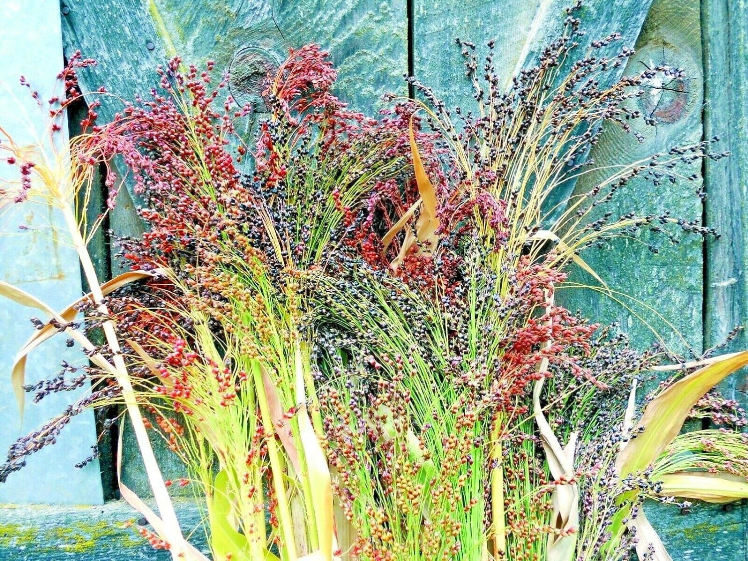 Broom Corn Seed Multi Color Crafts Home Accents Red Bronze Purple Brown Jocad (100+ Seeds)