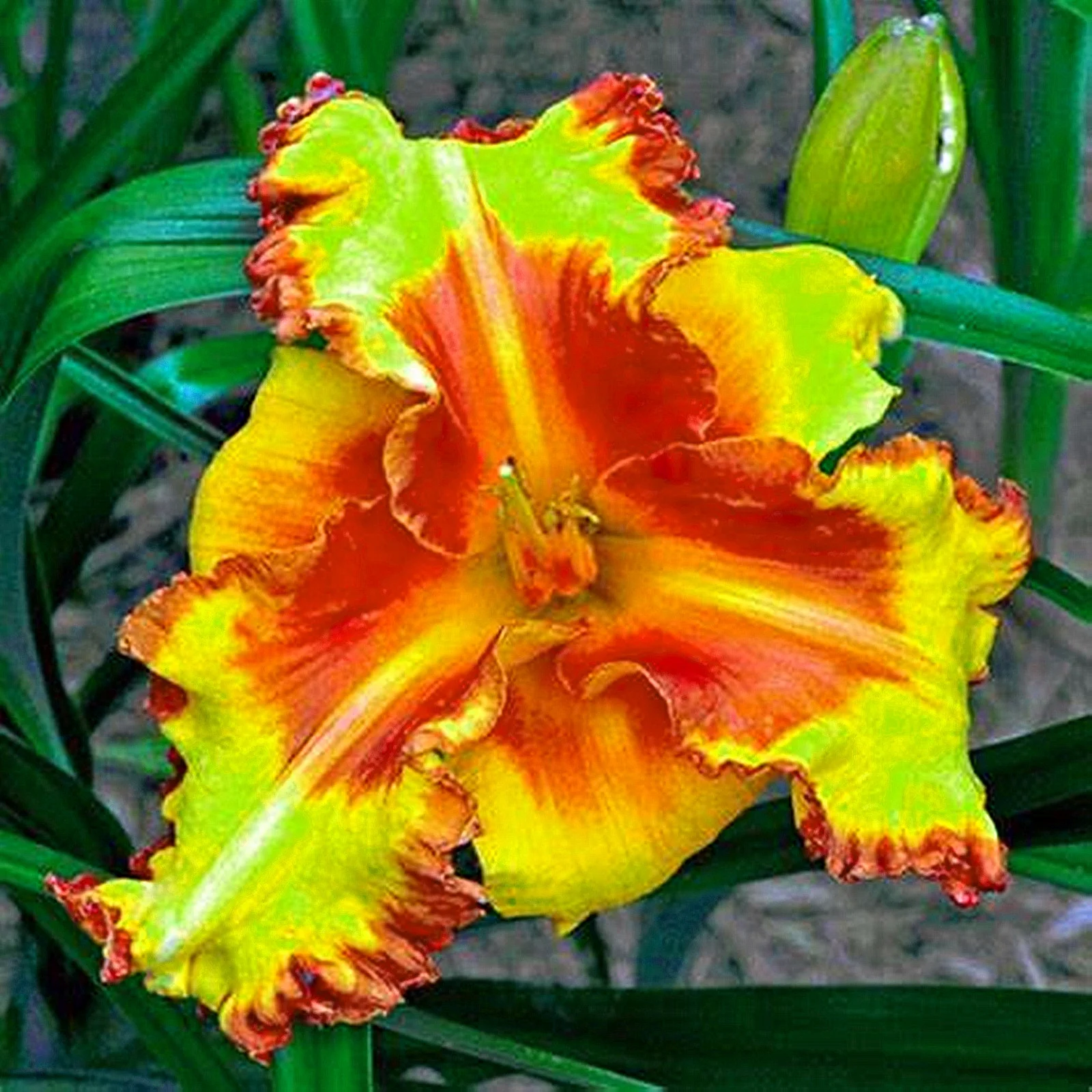 Daylily Bulbs, Bloom Multiple Times,Large Flowers, Cold-Resistant, Hemerocallis Fulva, Vigorous Vitality, Perennial Bulb Plants Seasonal Flowers, Gardens, Flower Pots,Daylily Roots,Daylily Plant ,