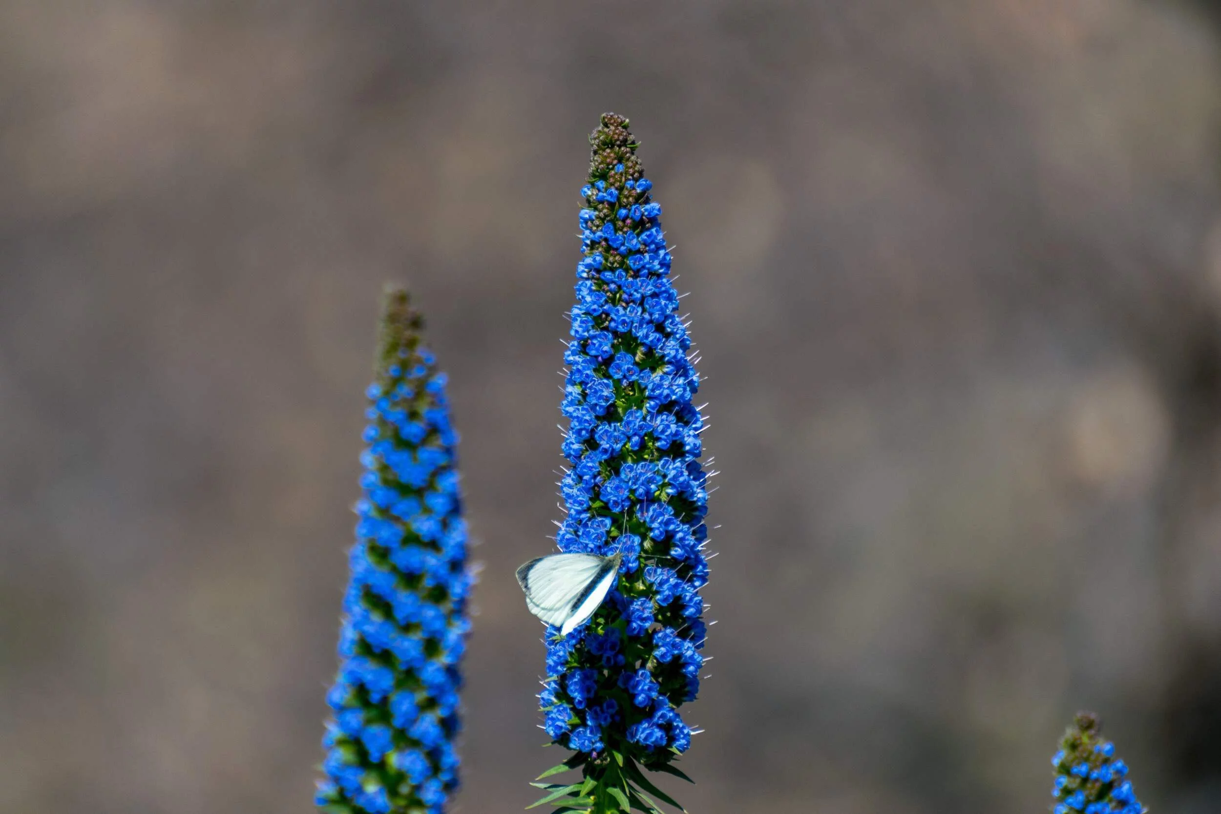 50 Blue PRIDE OF MADEIRA Echium Candicans Fastuosum Nectar Flower Seeds