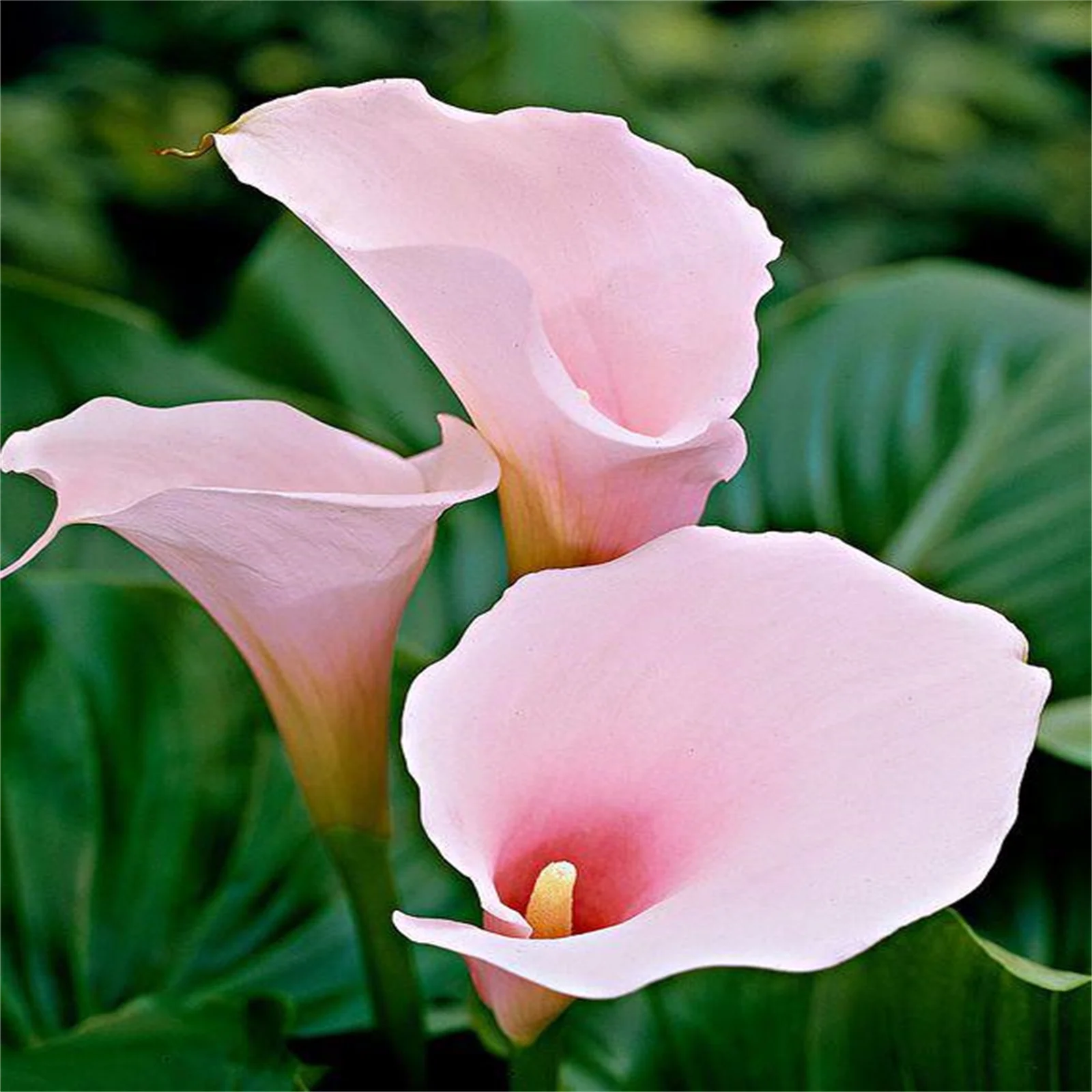 Calla Lily Bulbs, Calla Lily Bulbs, Easy To Care For, Calla Lily Bulbs For Planting, The Flowers Are Large Calla Lily Plants,Bulb Flowers, Calla Lily Plant,Suitable For Flower Arrangements,