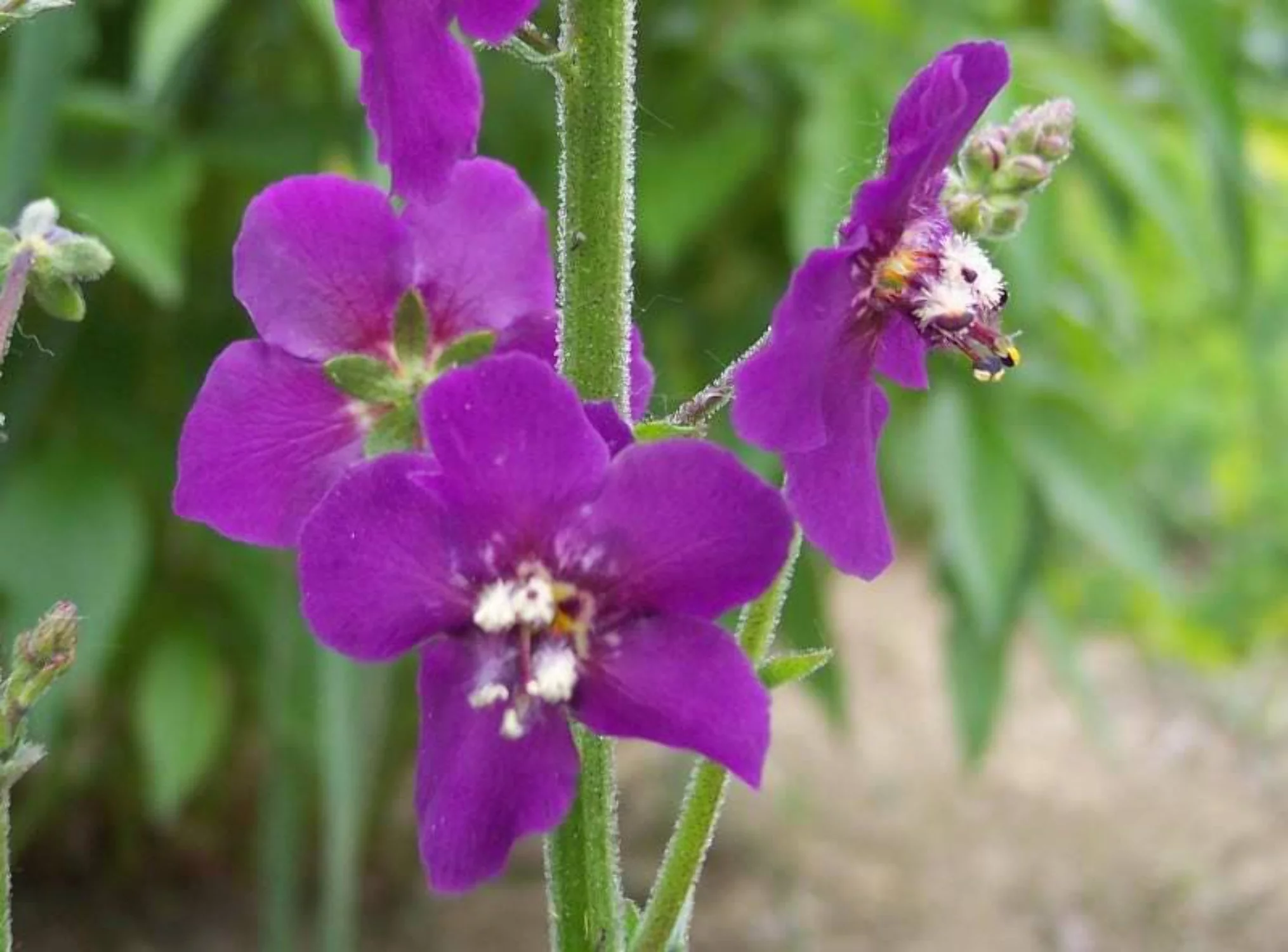 50 VIOLETTA VERBASCUM Phoeniceum Purple Mullein Nectar Flower Seeds