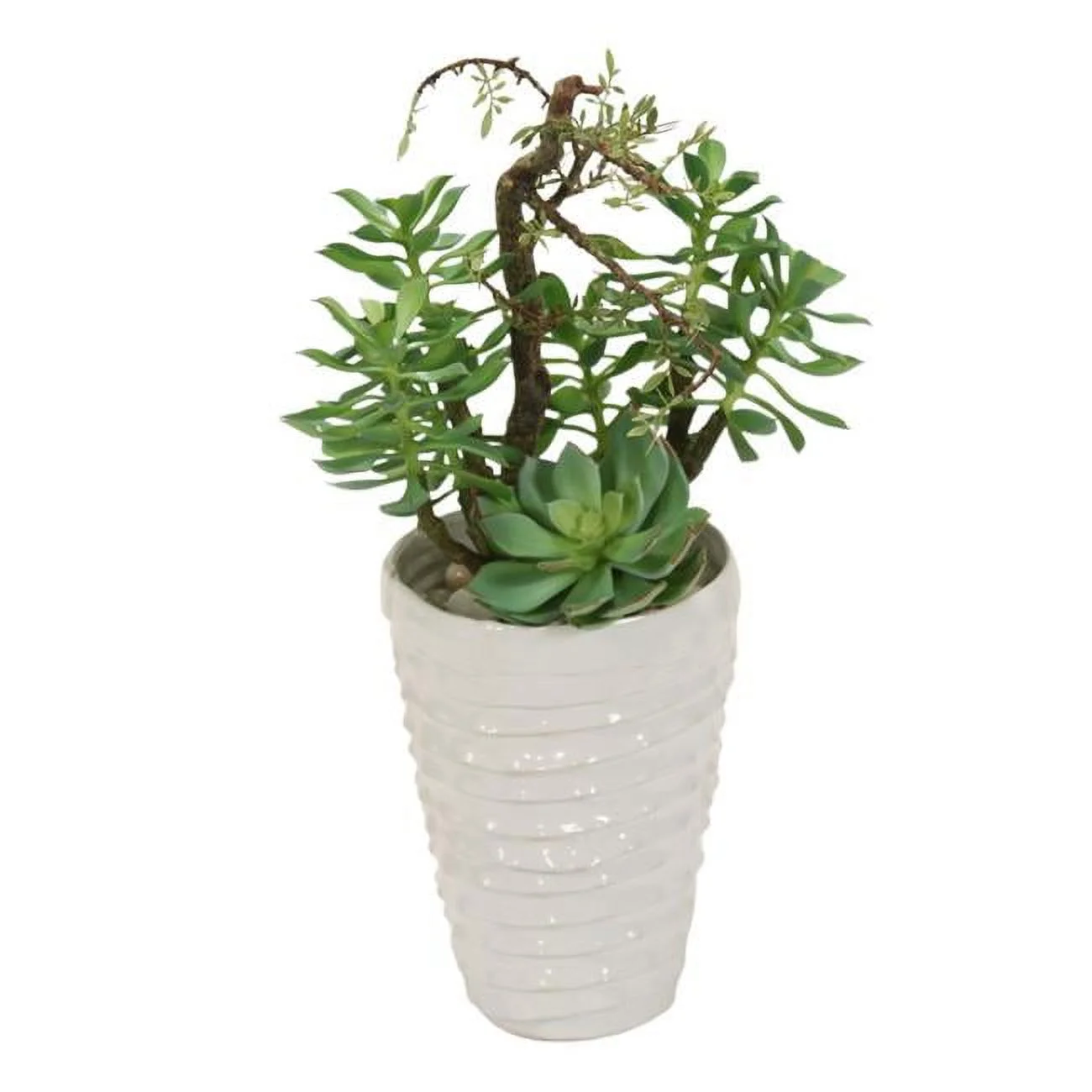 Unisex Succulent Garden in White Layered Pot - Green