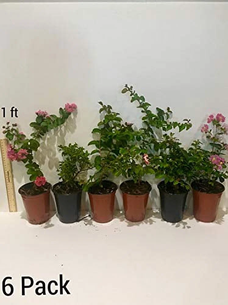 6 Pack - Red Flowering Crape Myrtle Trees - Lagerstroemia - Quart Container - 6-12 Inches Tall