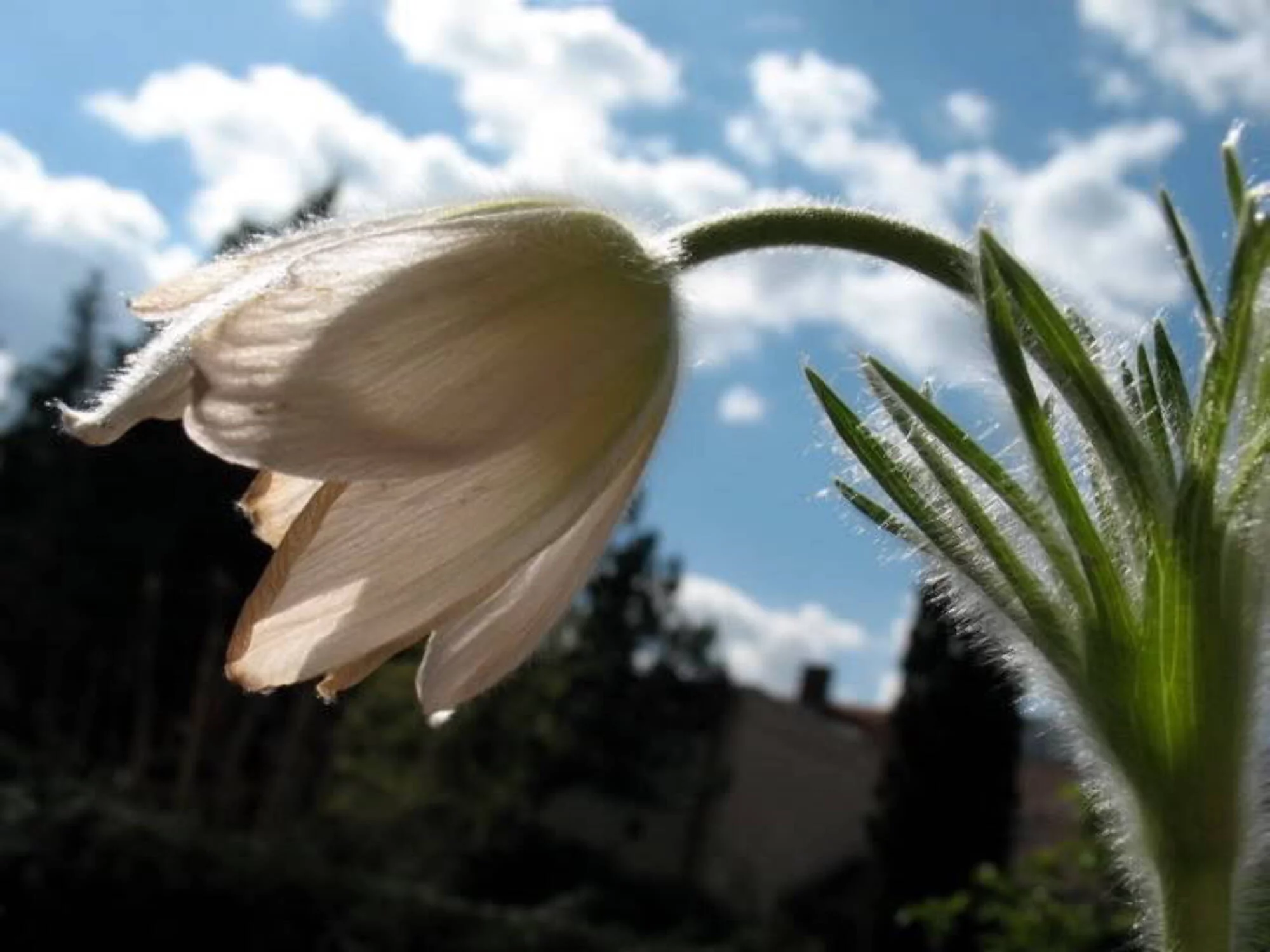 25 WHITE ANEMONE Pulsatilla Vulgaris PASQUE flower Seeds