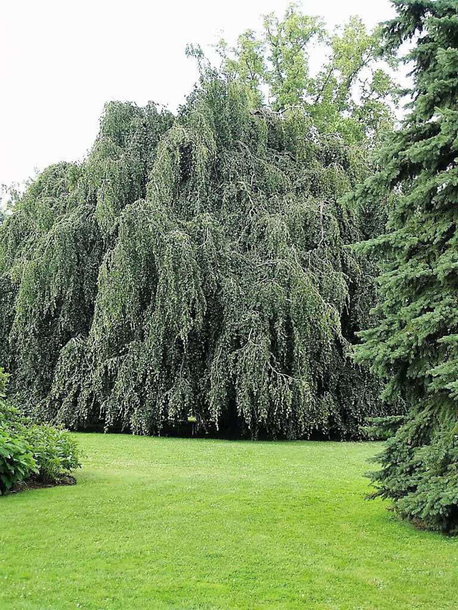 50 SILVER WEEPING BIRCH Tree White European Betula Pendula Alba Seeds