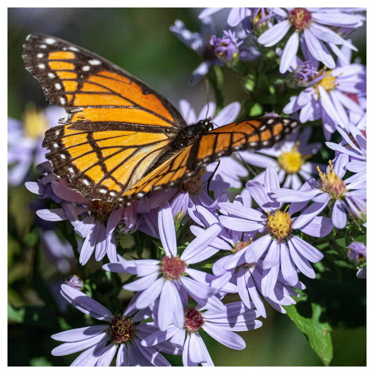Everwilde Farms - 500 Sky Blue Aster Native Wildflower Seeds - Gold Vault Jumbo Bulk Seed Packet