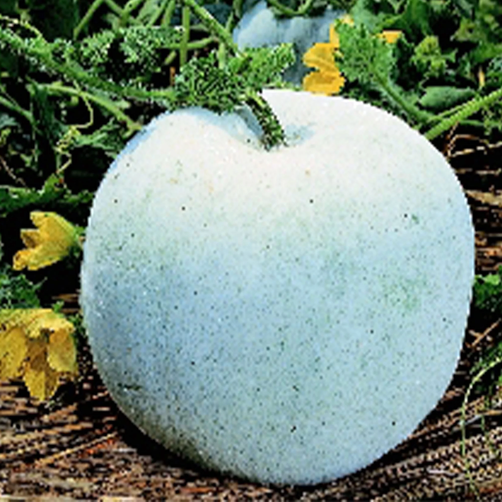 Gourd Seeds, Wax - Winter Melon Round - 3 g Packet ~36000 Seeds - Non-GMO, Heirloom - Asian Garden Vegetable
